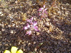 Lachenalia polypodantha polypodantha
