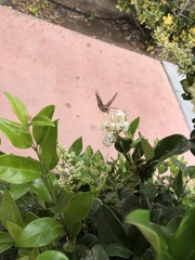 Hyles lineata