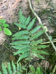 Deparia acrostichoides