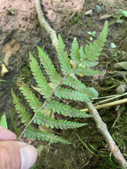 Deparia acrostichoides