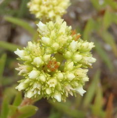 Crassula subulata subulata