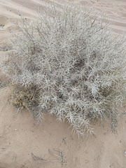 Astragalus spinosus