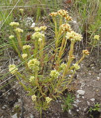 Crassula subulata subulata