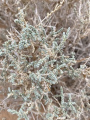 Salsoloideae
