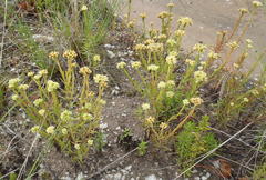Crassula subulata subulata