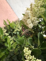 Hyles lineata