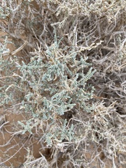 Salsoloideae