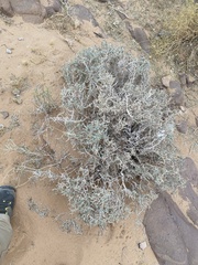 Salsoloideae