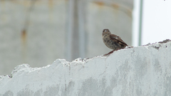 Passer domesticus