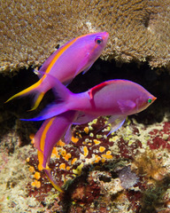 Mirolabrichthys tuka