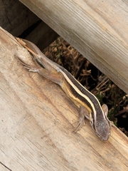 Liolaemus gravenhorstii