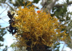 Teloschistes inflatus