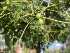 Styphnolobium