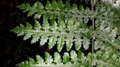 Blotiella glabra