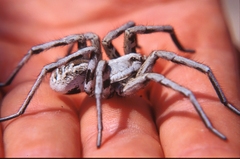 Lycosa tarantula