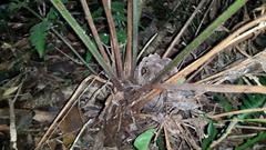 Blotiella glabra