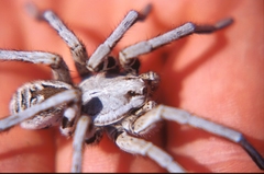 Lycosa tarantula