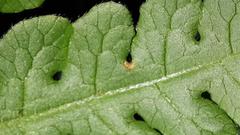Blotiella glabra