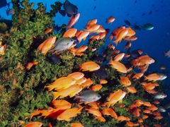 Pseudanthias squamipinnis