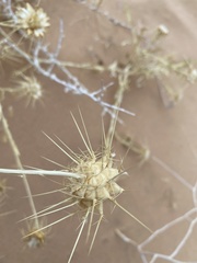 Centaurea sinaica