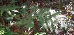 Blotiella glabra