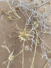 Centaurea sinaica