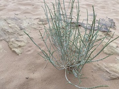 Haloxylon salicornicum
