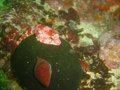 Chorisochismus dentex