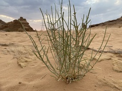 Haloxylon salicornicum