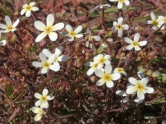 Polycarena batteniana