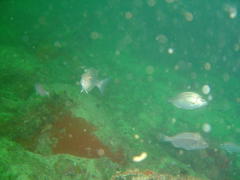 Pachymetopon blochii