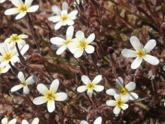Polycarena batteniana