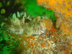 Parablennius cornutus