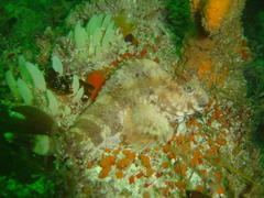 Parablennius cornutus