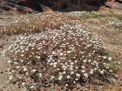 Polycarena batteniana