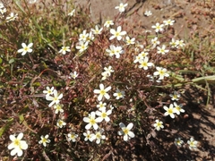 Polycarena batteniana