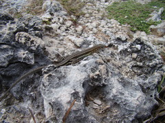 Pholidoscelis griswoldi
