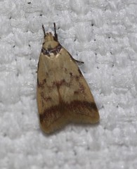 Heteroteucha anthodora