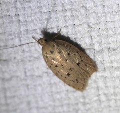 Garrha atripunctatella