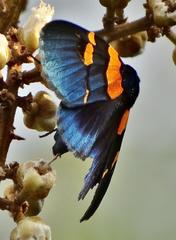 Egybolis vaillantina