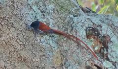 Terpsiphone viridis granti