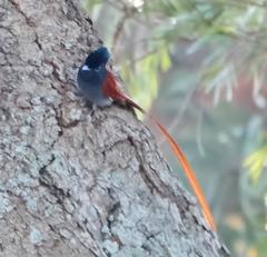 Terpsiphone viridis granti