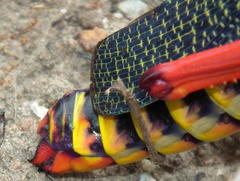 Phymateus morbillosus morbillosus