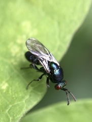 Ormyrus nitidulus