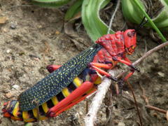 Phymateus morbillosus morbillosus