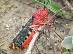 Phymateus morbillosus morbillosus