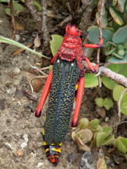 Phymateus morbillosus morbillosus