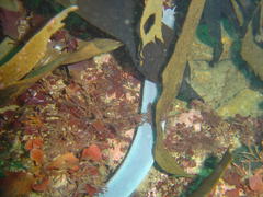 Eptatretus hexatrema