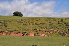 Astragalus granatensis