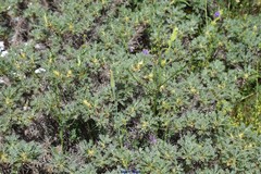 Astragalus granatensis